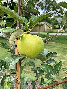 IMG_2596 Our 1 Apple On Our 1 Apple Tree